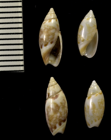 Olivella signata (Lischke, 1869) Olivel22