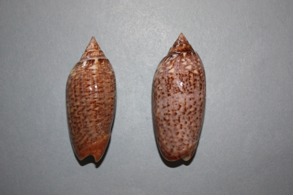 Americoliva spicata deynzerae (Petuch & Sargent, 1986) - Worms = Oliva spicata (Röding, 1798) Right_10