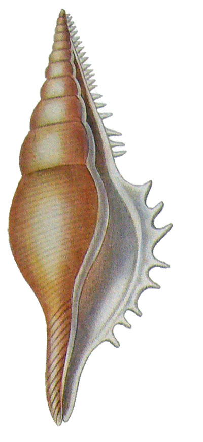Tibia serrata (Perry, 1811) Rostel10