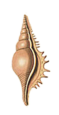 Tibia serrata (Perry, 1811) Rostel11