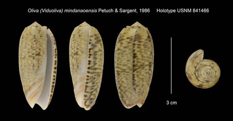 Viduoliva mindanaoensis Petuch & Sargent, 1986 - Worms = Oliva mindanaoensis Petuch & Sargent, 1986 Viduol24