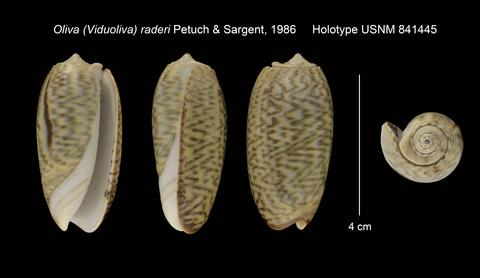 Viduoliva mindanaoensis Petuch & Sargent, 1986 - Worms = Oliva mindanaoensis Petuch & Sargent, 1986 Viduol26