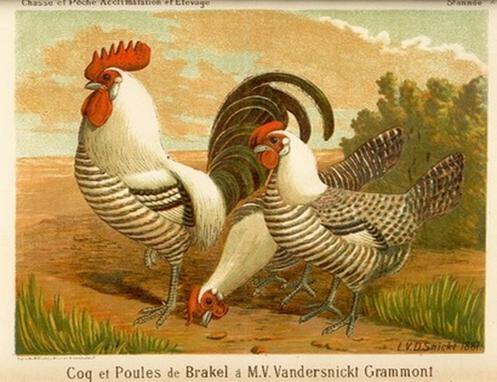 la Braekel Brae211