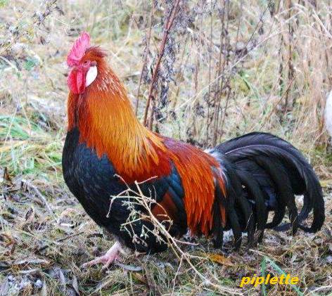 la poule Altsteirer Chef_p10