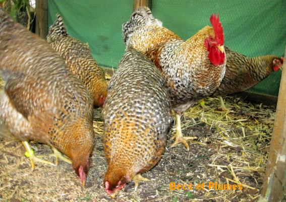 la poule Bielefelder Troupe10