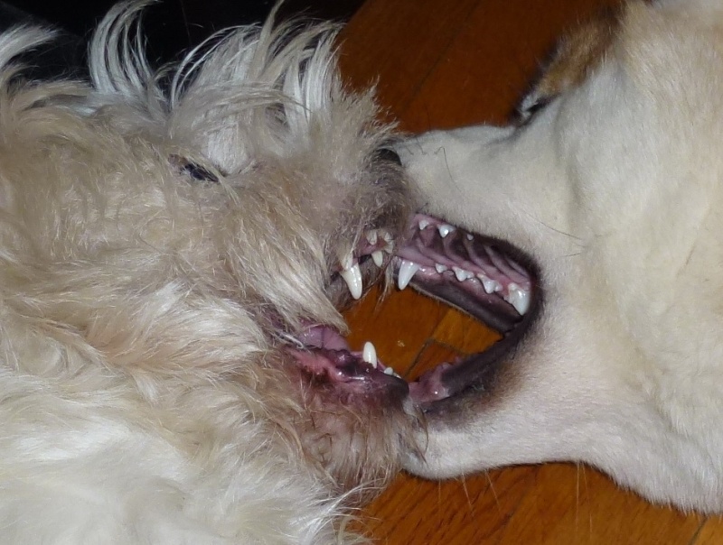 photos de vos chiens "méchants" - Page 4 Dents10