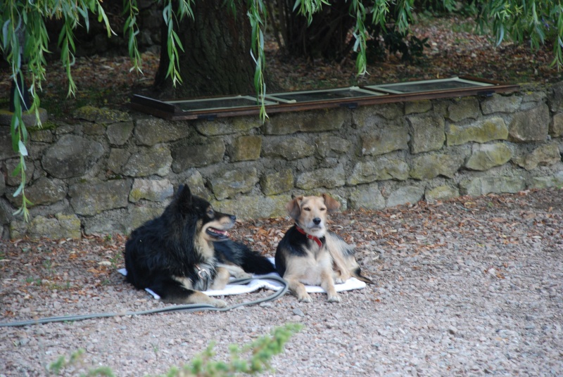 Sid, croisé griffon fox 3 ans - M 83110