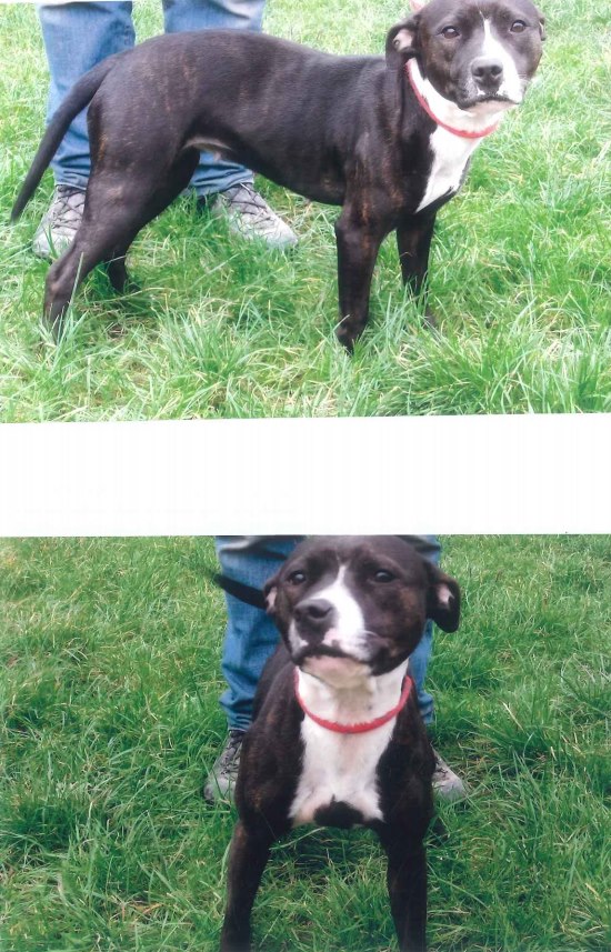 Meet Molly has until 13/1 to find a rescue or will be pts SAFE now homed Molly10