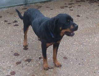 Ray lucky lad as been offered a rescue after new year Ray10