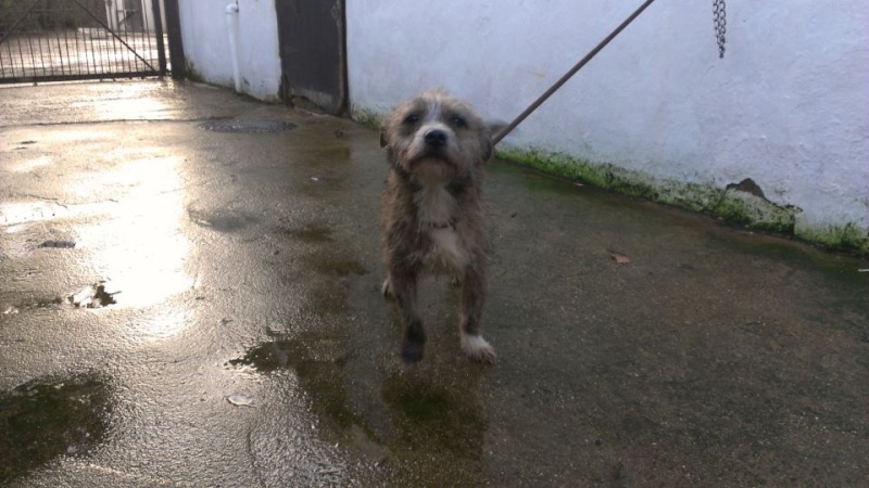 Roly small cross breed now found rescue :) Roly11