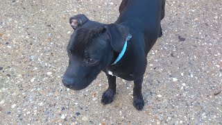 Meet Shadow sbt looking for rescue SAFE Shadow10
