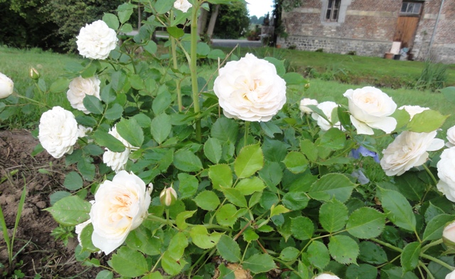 les rosiers blancs de Widoye 2012_066