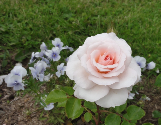 Rosiers roses très pales.. : Belami 2012_175