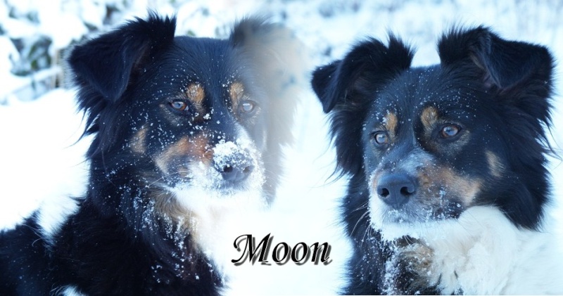 Photographies animales Moon_d11