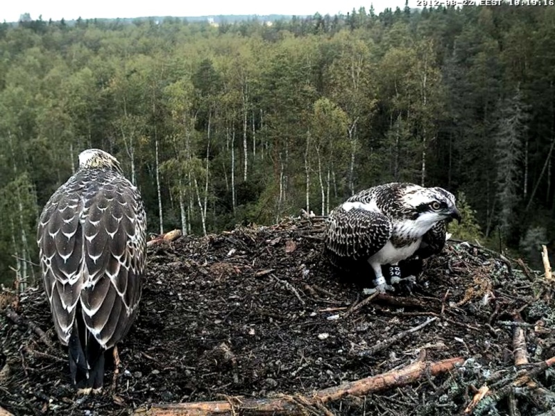 Osprey's nest in Estonia livestream - Page 14 60_bmp10