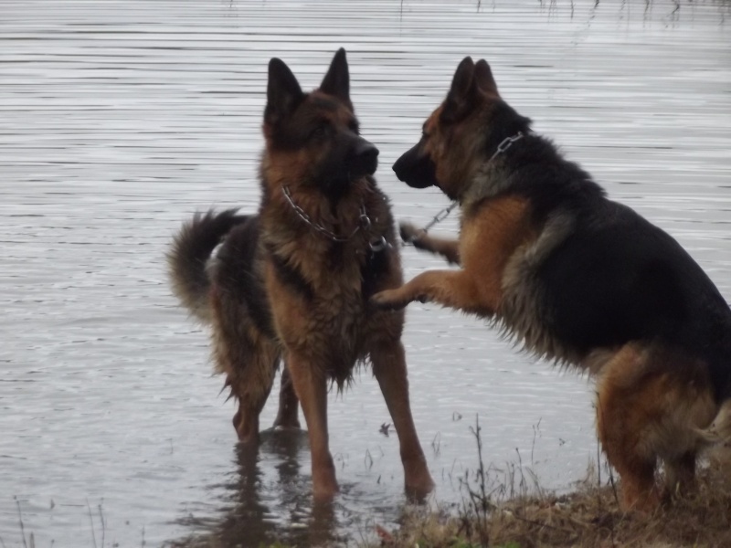 Vos plus belles rencontres avec la nature - Page 9 Photos10