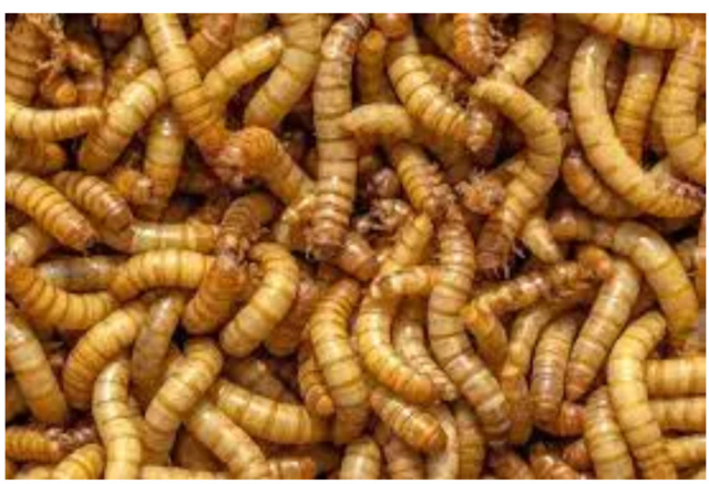 Agenda mondialiste de destruction de l'humanité - dépopulation : l'UE autorise l'ingestion d'insectes à grande échelle Insect10