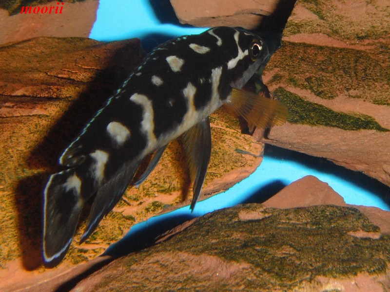 Julidochromis transcriptus Bemba - Page 2 Dscf0031