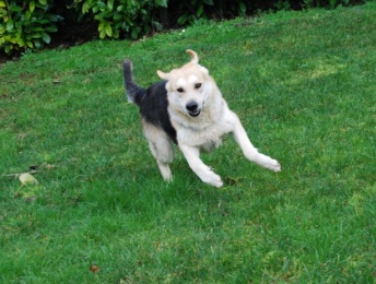 PACO - croisé berger allemand - 8 ANS  Dsc_0012