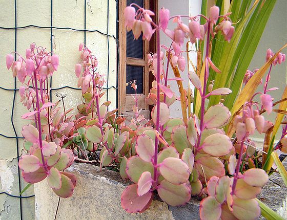 Bryophyllum fedtschenkoi (= Kalanchoe fedtschenkoi) 0b_mea10