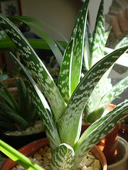 Aloe variegata - Page 2 10bip_10