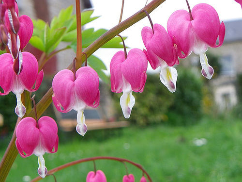 Dicentra spectabilis - Page 2 10melo11