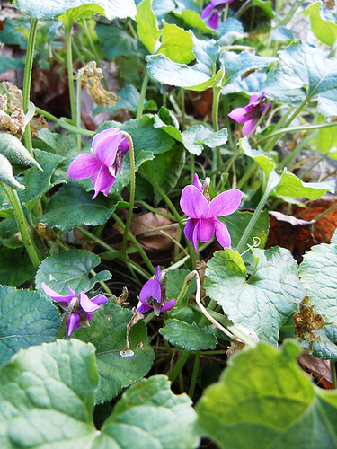 un ptit tour du jardin en janvier 1110