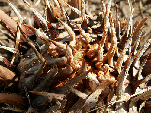 Cycas revoluta 1121