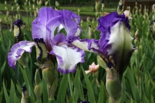 Schreiner - Iris 'Art Deco' - Schreiner 1997 11danc10