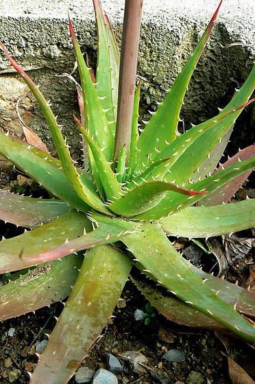 Aloe sp. et Gasteria sp. [identification non terminée] 1220