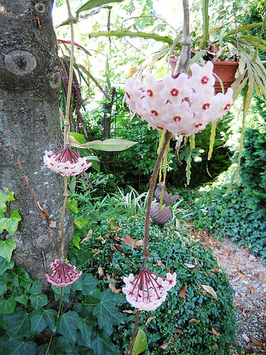 Hoya carnosa 1226