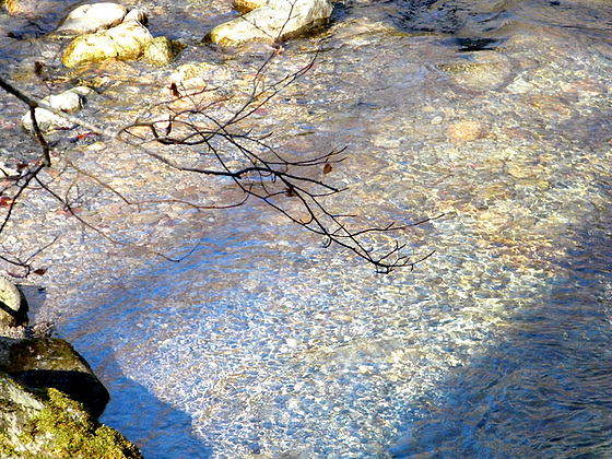 polypodium cambricum - (20) balades en Corse 12_210