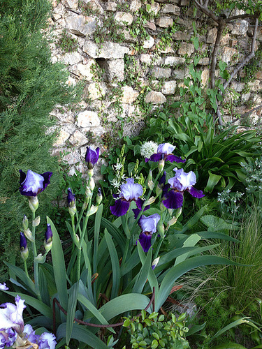 Floraisons de nos Iris barbus 2013 - Page 3 12_abe13