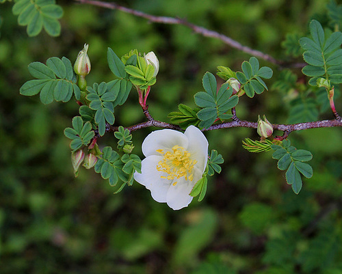 Rosa sericea 131