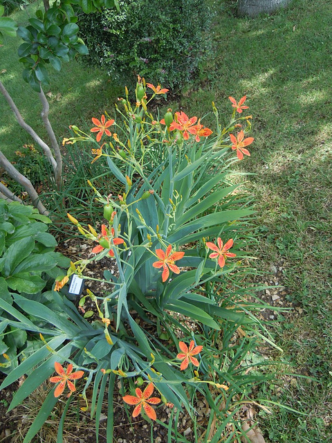 Iris domestica (= Belamcanda chinensis) 134