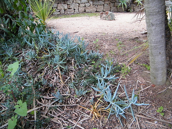 polypodium cambricum - (20) balades en Corse - Page 2 14_511