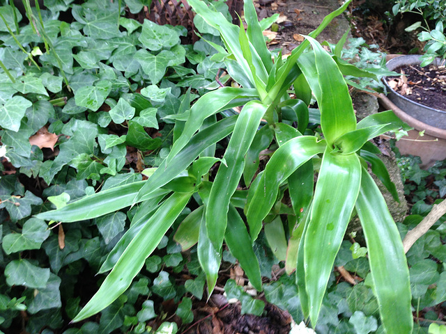 Callisia fragrans 1618