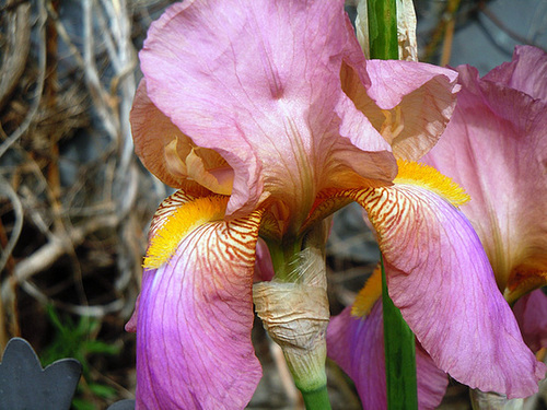 Floraisons de nos Iris barbus 2013 - Page 3 18-abe10