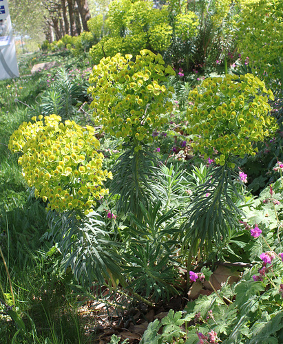 Euphorbia characias 1840