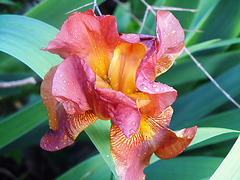 Floraisons de nos Iris barbus 2013 - Page 5 1846