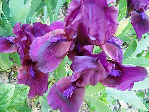 Iris nains horticoles 2012-2015 19-abe12