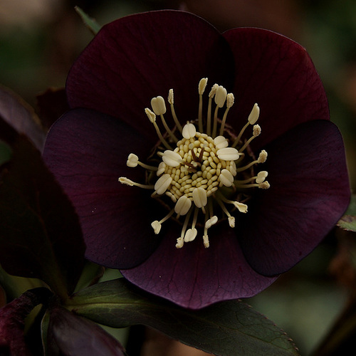 Helleborus - les hellébores, ou ellébores  - Page 5 1911