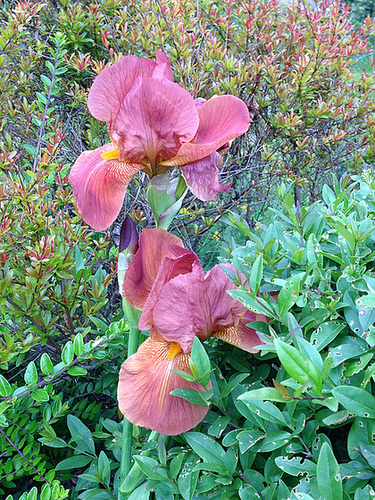 Floraisons de nos Iris barbus 2013 - Page 5 1945