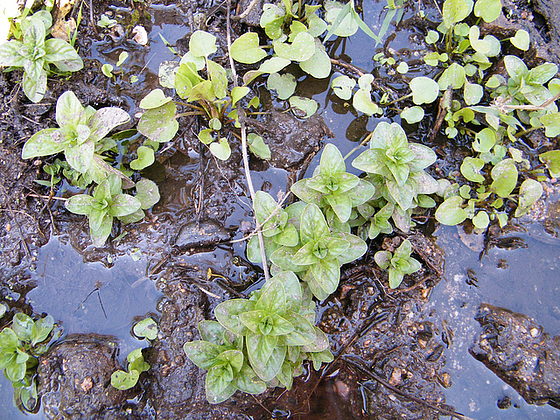 polypodium cambricum - (20) balades en Corse - Page 5 1_114