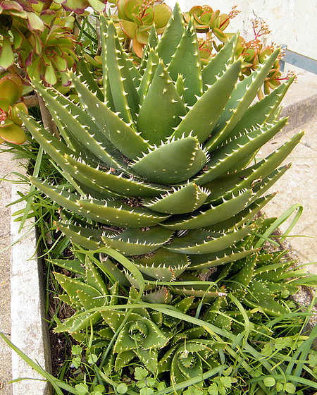 Aloe perfoliata 1_1mea10