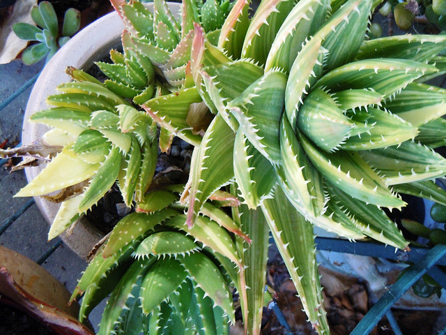 Aloe perfoliata 1_3abe10