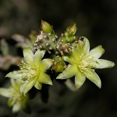 Cylindropuntia leptocaulis  1_3b10