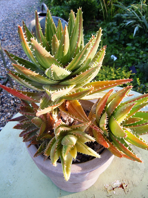 Aloe perfoliata 1_4abe10