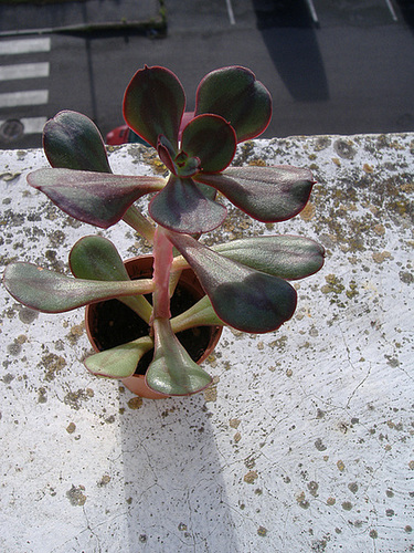 Echeveria nodulosa 1_5bip10