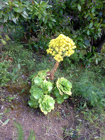 Aeonium arboreum 'Atropurpureum' 1_5mel11